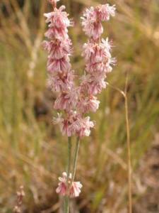 Eriogonum racemosum